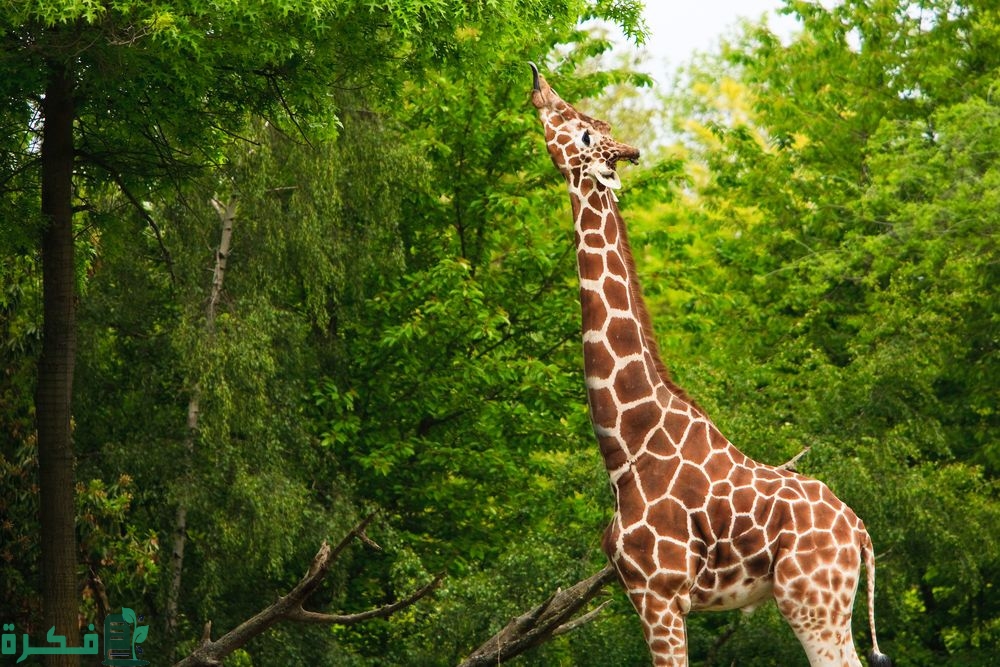 أسماء حيوانات المناطق العشبية 1 shutterstock 25999153