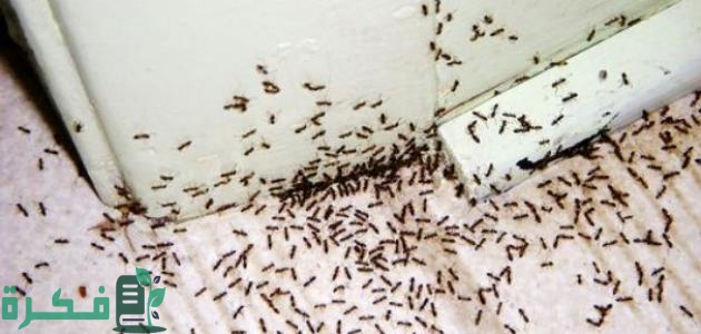 احسن 3 طرق التخلص من النمل 1 أفضل 5 طرق التخلص من النمل