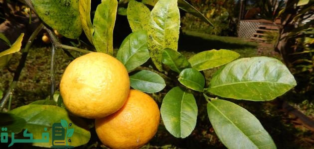 جدول مواعيد ري الحمضيات 1 جدول ري الحمضيات