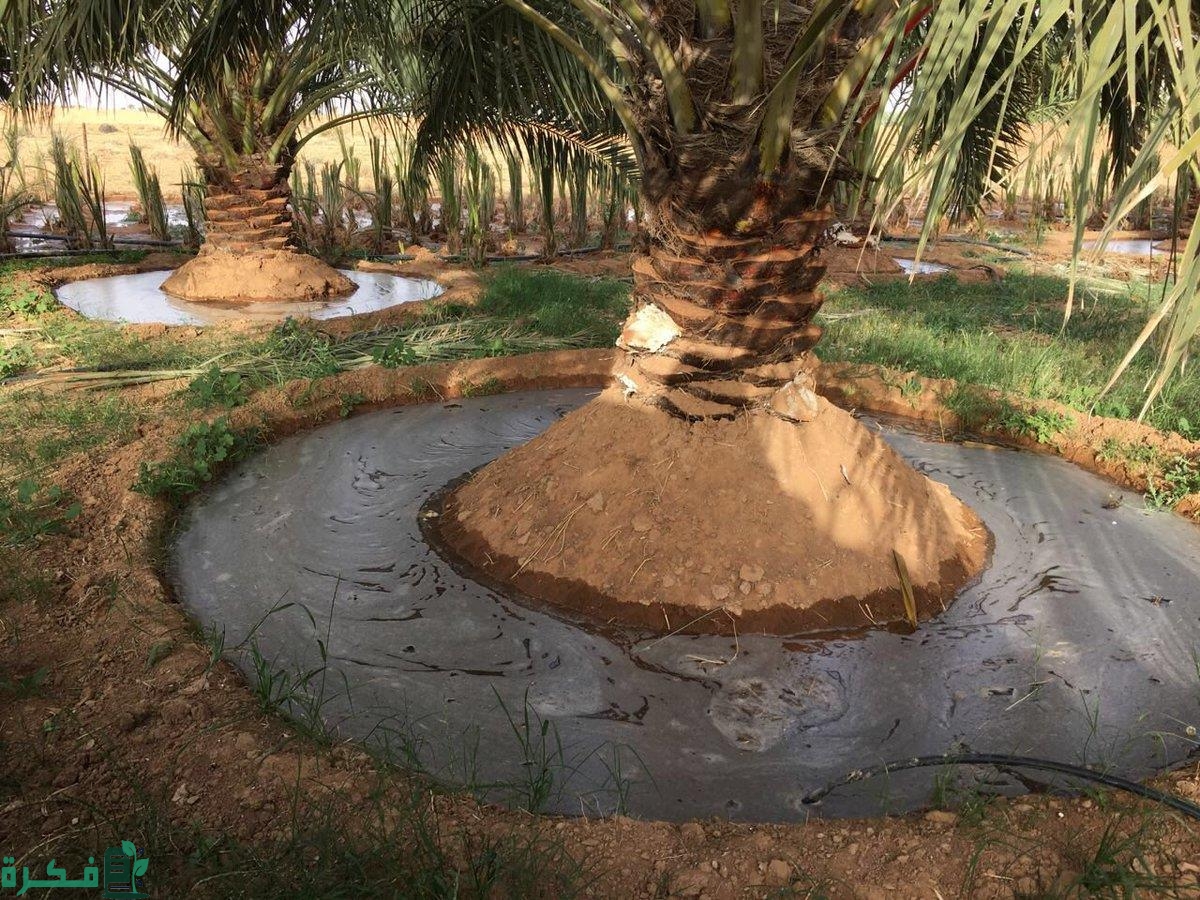 جدول مواعيد ري النخيل 1 جدول ري النخيل