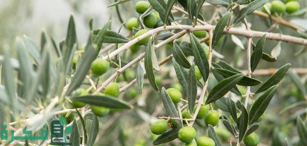 شرح خطوات زيادة إنتاج شجرة الزيتون 1 كيفية زيادة إنتاج شجرة الزيتون