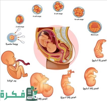 هل الحامل تكمل الشهر التاسع كامل 1 تغيرات جسدية في الشهر التاسع