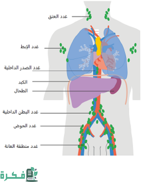 أين توجد الغدد في جسم الإنسان 1 أين توجد الغدد في جسم الإنسان؟
