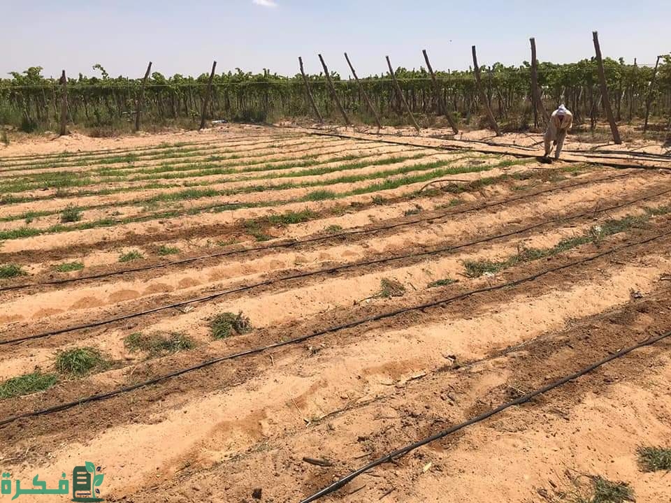 ما هي التربة الجيرية 1 ما هي التربة الجيرية