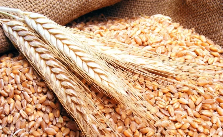 احسن أنواع القمح في السعودية 1 أفضل أنواع القمح في السعودية