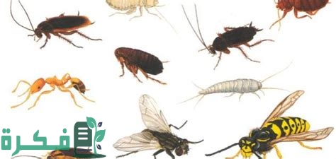 ما هي أكثر الحشرات انتشارًا في المنزل 1 أكثر الحشرات انتشارًا في المنزل