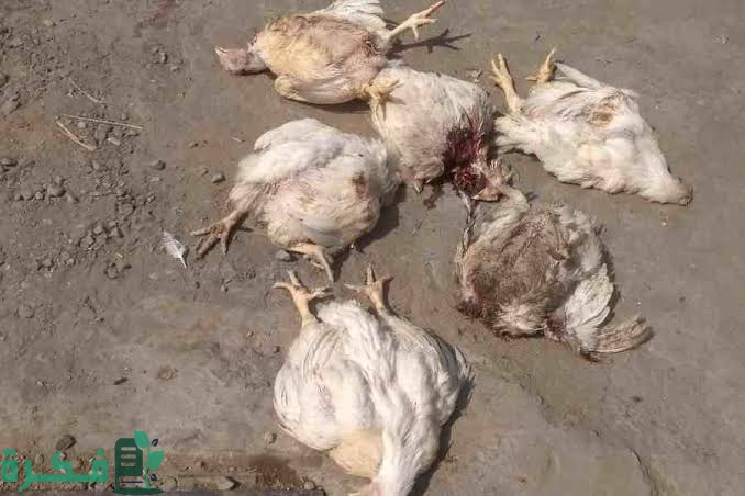 تفسير حلم رؤية موت الدجاج في المنام 1 images 2023 05 01T223631.903