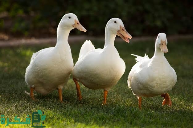 تفسير حلم رؤية عض البط في المنام 1 images 96