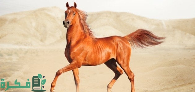 ما هي اسماء الخيل واكثرها انتشارا 1 اسماء الخيل واكثرها انتشارا