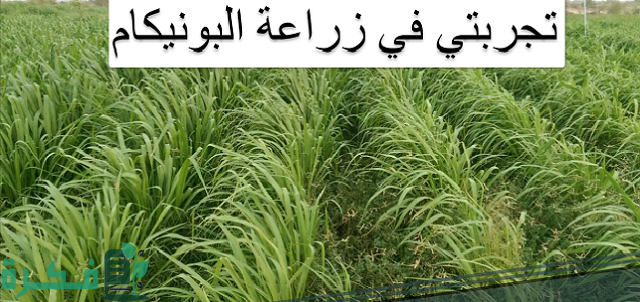 شرح خطوات زراعة البونيكام.. تجربتي في زراعتها 1 تجربتي في زراعة البونيكام