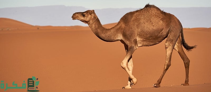 شرح خطوات تذويب سنام الجمل؛ 9 فوائد سنام الجمل 1 طريقة تذويب سنام الجمل