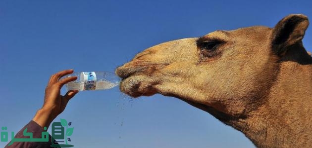 فوائد شرب حليب الإبل لمرضى السرطان وشرح خطوات شربه 1 طريقة شرب حليب الإبل لمرضى السرطان