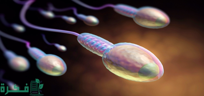 7 أسباب كثرة مني الرجل 1 أسباب كثرة مني الرجل