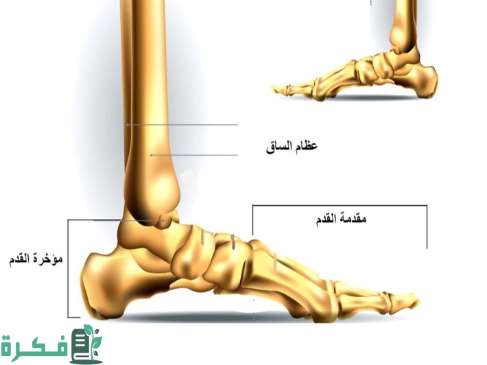 أسماء أجزاء القدم بالصور 1 أجزاء القدم