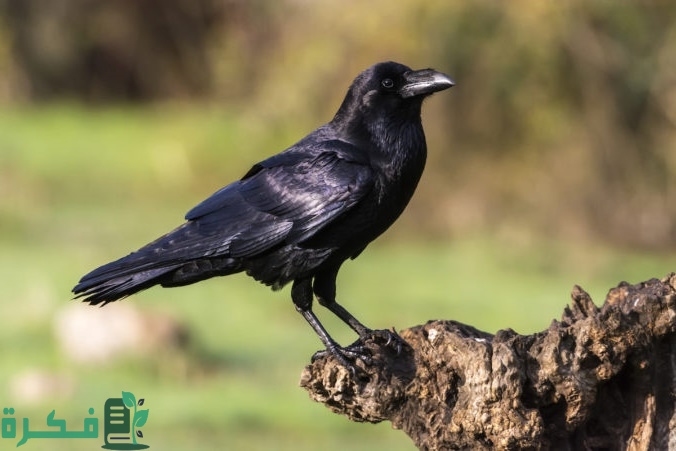على ماذا يدل صوت الغراب في الصباح 1 على ماذا يدل صوت الغراب في الصباح
