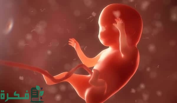 كيف اشعر بنبض الجنين في الشهر الثالث 1 كيف اشعر بنبض الجنين في الشهر الثالث