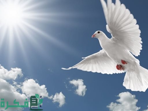 ماهو الطير الذي خلقه عيسى عليه السلام 1 ما هو الطير الذي خلقه عيسى