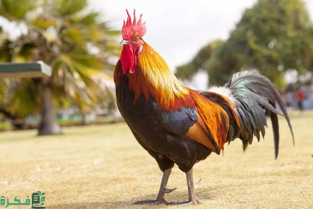 هل الديك يبيض 1 الديك يبيض 1
