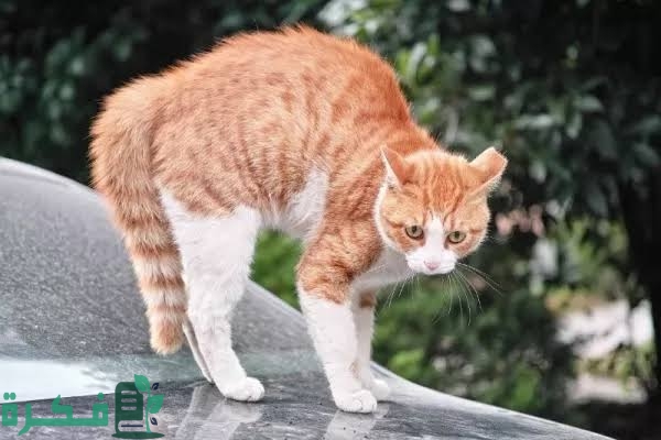 لغة ذيل القطط بالصور 1 IMG 8849