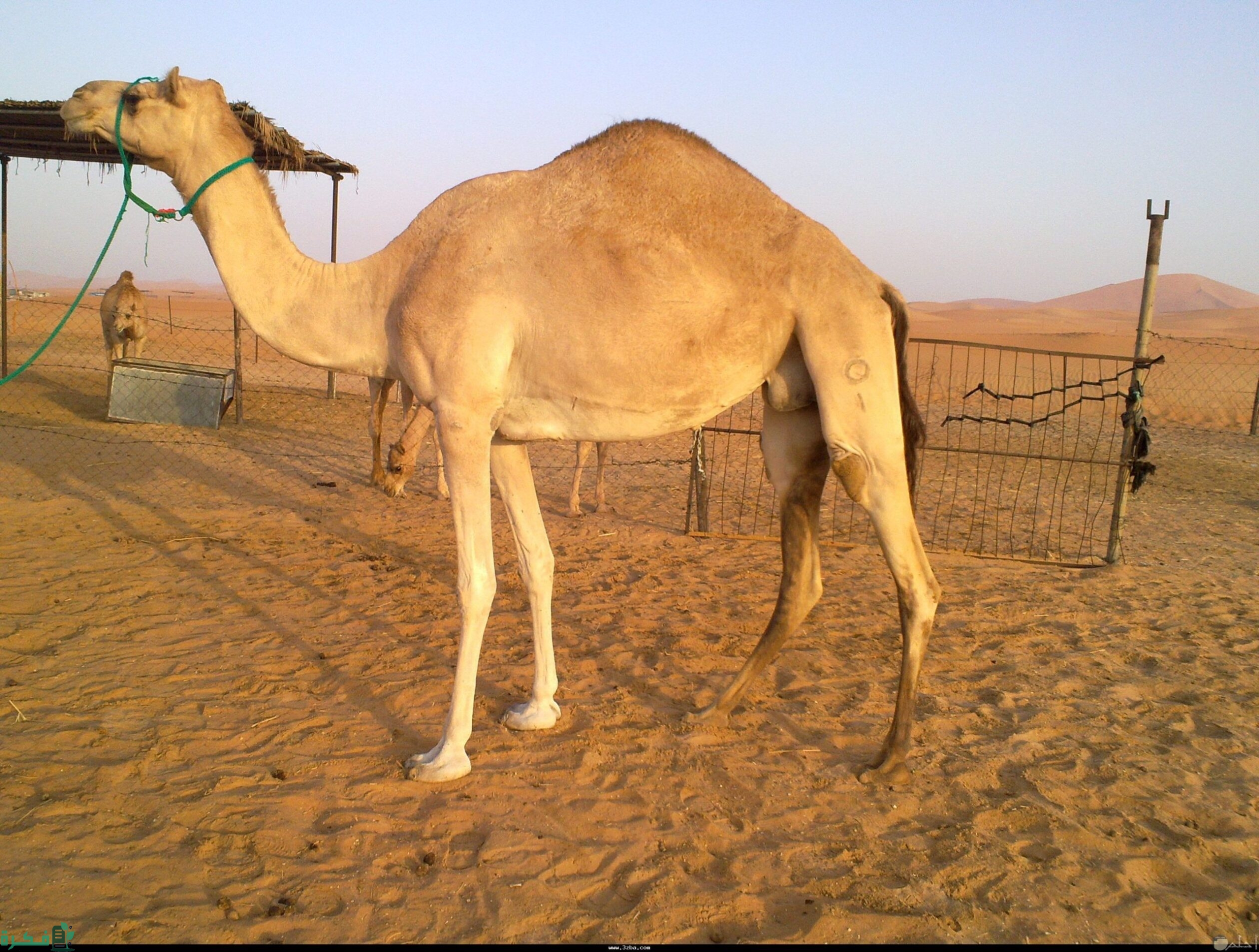 أصل عائلة الجميعي من أي قبيلة 1 عائلة الجميعي من أي قبيلة