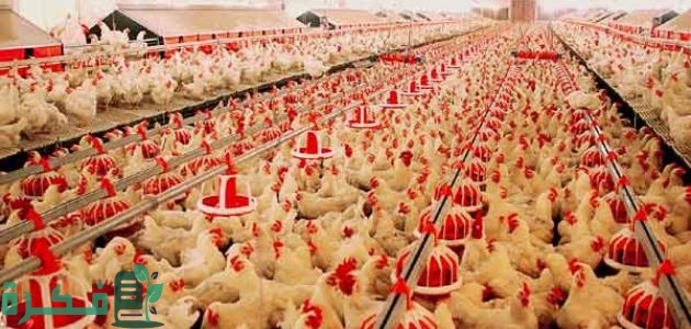 كم تأكل الدجاجة في اليوم كم تأكل الدجاجة في اليوم