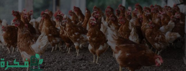 أسماء شركات الدواجن في السعودية أسماء شركات الدواجن في السعودية