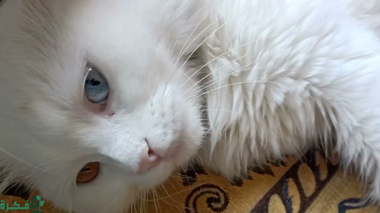 ماذا يعني موت القطط في البيت 2 ماذا يعني موت القطط في البيت