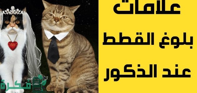 علامات التزاوج عند القطط الذكور 1 علامات التزاوج عند القطط الذكور