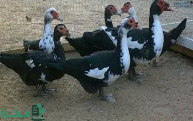 أسعار البط البغال اليوم 2025 3 أسعار البط البغال اليوم