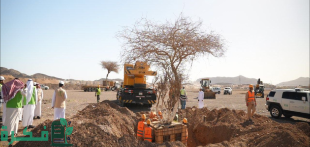 "المركز الوطني لتنمية الغطاء النباتي" يعلن نقل 8 أشجار معمرة إلى متنزه البيضاء بالمدينة المنورة 1 "الغطاء النباتي" ينقل 8 أشجار معمرة إلى متنزه البيضاء بالمدينة المنورة