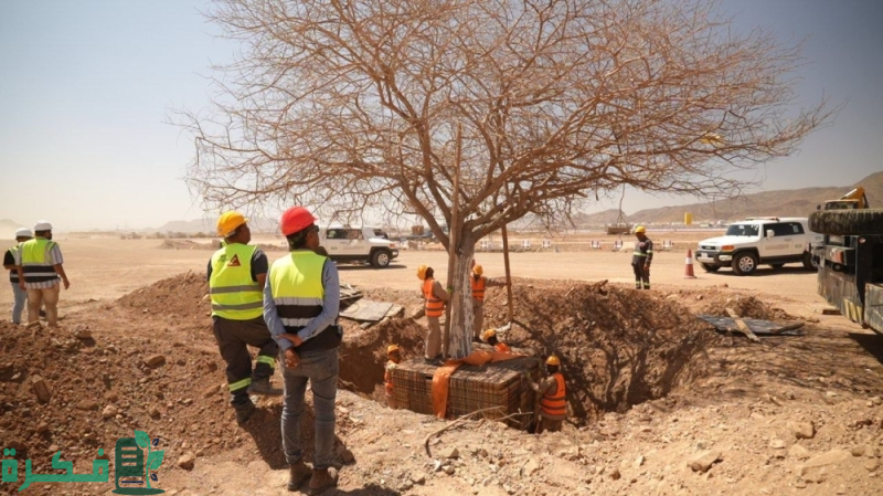 "المركز الوطني لتنمية الغطاء النباتي" يعلن نقل 8 أشجار معمرة إلى متنزه البيضاء بالمدينة المنورة 3 "الغطاء النباتي" ينقل 8 أشجار معمرة إلى متنزه البيضاء بالمدينة المنورة