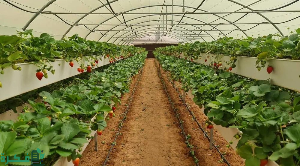 بمناسبة مرور 60 عامًا على تأسيسه.. صندوق التنمية الزراعية يحتفي بدعم أكثر من 479 ألف مشروع بـ65 مليار ريال 3 على مدى 60 عامًا.. صندوق التنمية الزراعية يحتفي بدعم أكثر من 479 ألف مشروع بـ65 مليار ريال