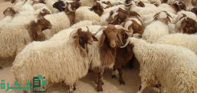 اسعار الأضاحي 2025 في السعودية 1 اسعار الاضاحي 2024 السعودية