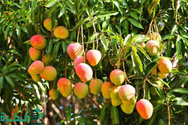 "البيئة": السعودية تُنتج 89.5 ألف طن من المانجو سنويًّا.. وجازان تتصدر بإنتاج 60 ألف طن "البيئة": السعودية تُنتج 89.5 ألف طن من المانجو سنويًّا.. وجازان تتصدر بإنتاج 60 ألف طن