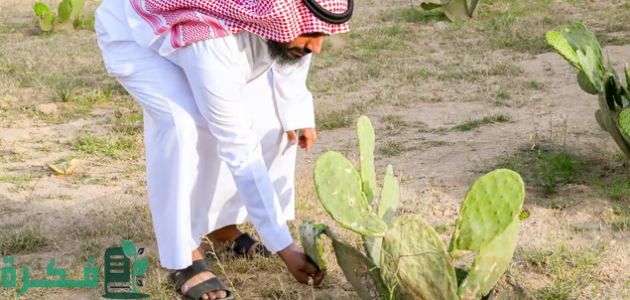 "وزارة البيئة والزراعة" زراعة التين الشوكي في الباحة تحصد نجاحًا ملموسًا 1 مدينة متكاملة متخصصة.. زراعة التين الشوكي في الباحة تحصد نجاحًا ملموسًا