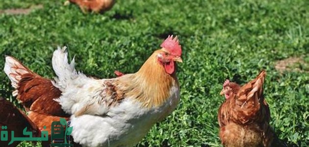 دورة تربية الفراخ الهجين 1 تربية الفراخ الهجين