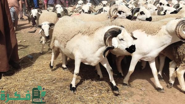 كم مبلغ إعانة مربى المواشي للراس الواحد؟ كم مبلغ إعانة مربى المواشي للراس الواحد؟