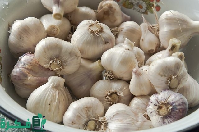 سعر كيلو الثوم الجديد اليوم في مصر سعر كيلو الثوم الجديد اليوم في مصر