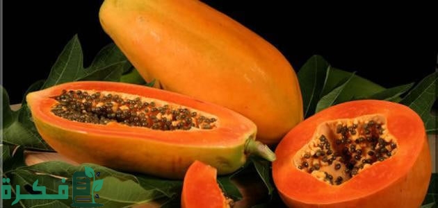 متى تثمر شجرة البابايا متى تثمر شجرة البابايا