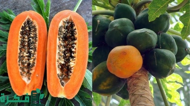 متى تثمر شجرة البابايا متى تثمر شجرة البابايا