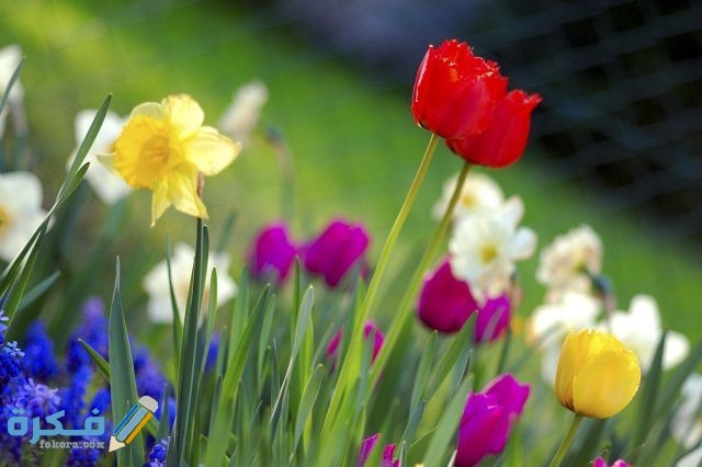 صور شم النسيم 4536