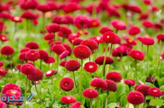 صور شم النسيم 9 1