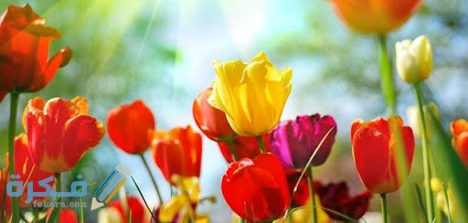 صور شم النسيم unnamed 2