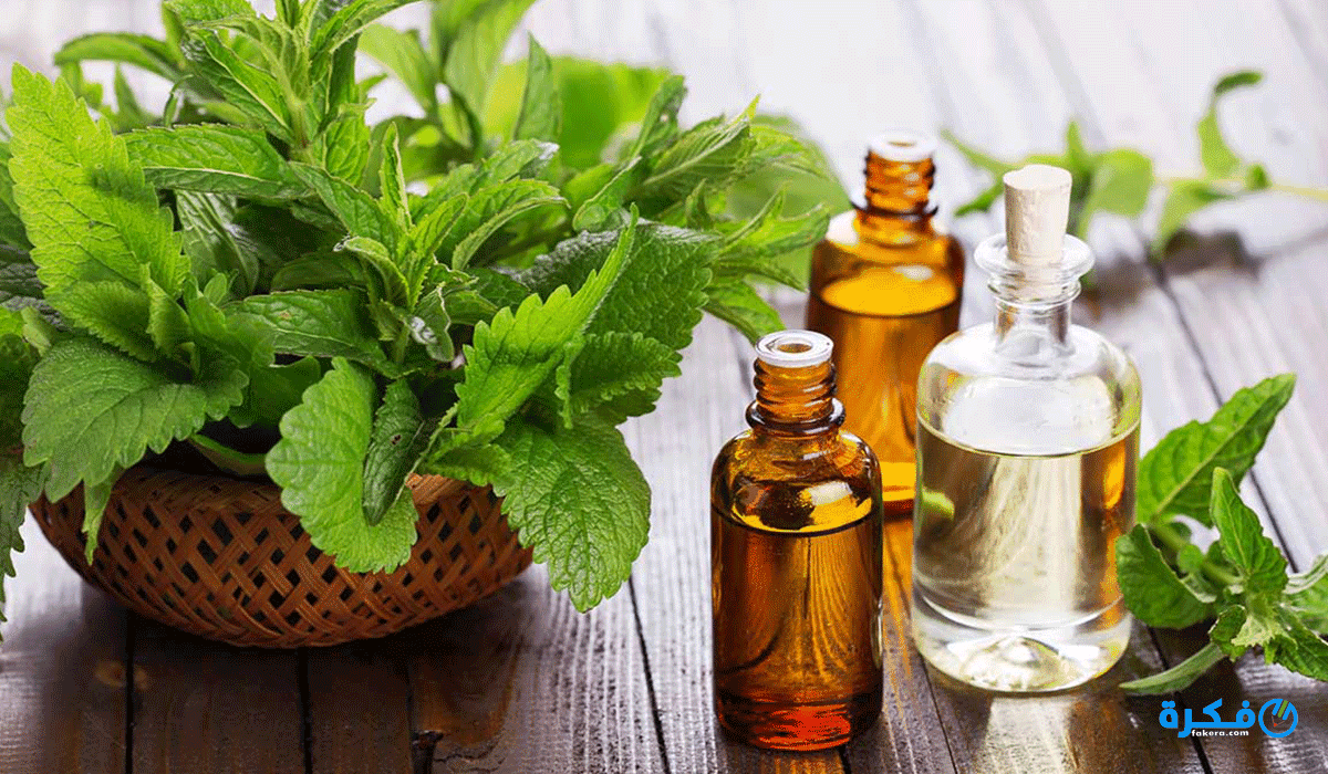 فائدة زيت الشاي 8 0فوائد زيت