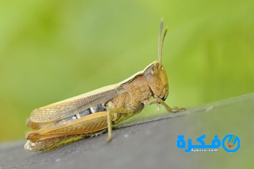 konik grasshopper insect macro 67630