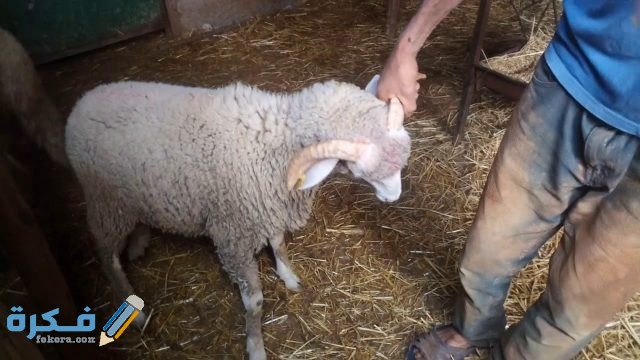 اجمل الصور خروف عيد الاضحى المبارك maxresdefault 1