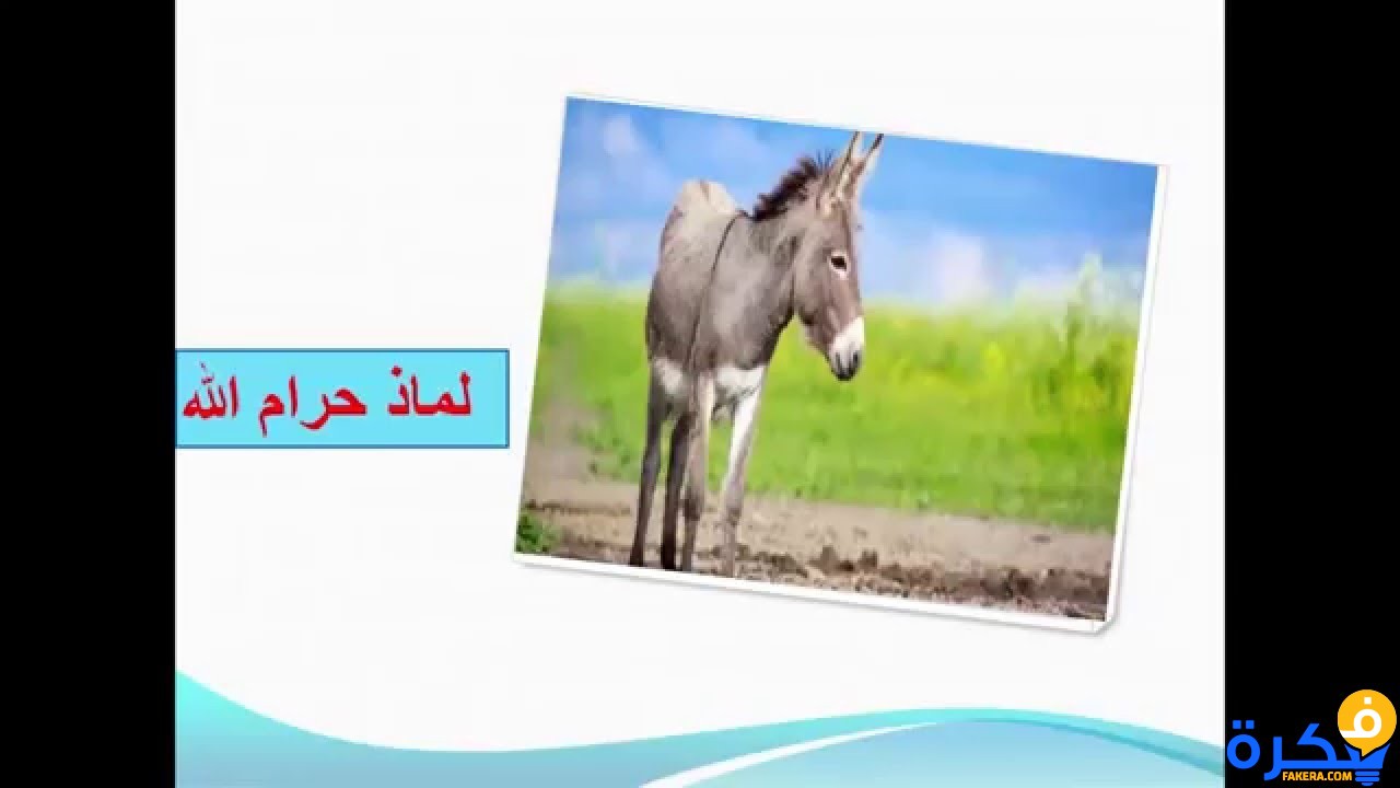لماذا حرم الله تعالى أكل الحمير