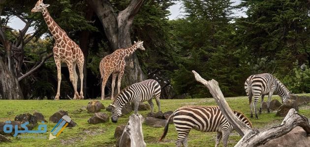 أكبر حديقة حيوان في العالم