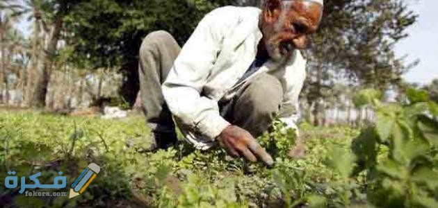 أهمية الفلاح