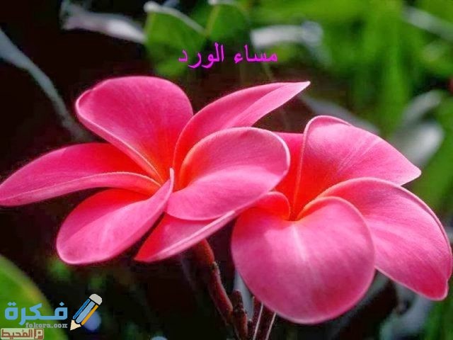 اجمل صور ورد مكتوب عليها مساء الخير صور ورد مكتوب عليها مساء الخير22